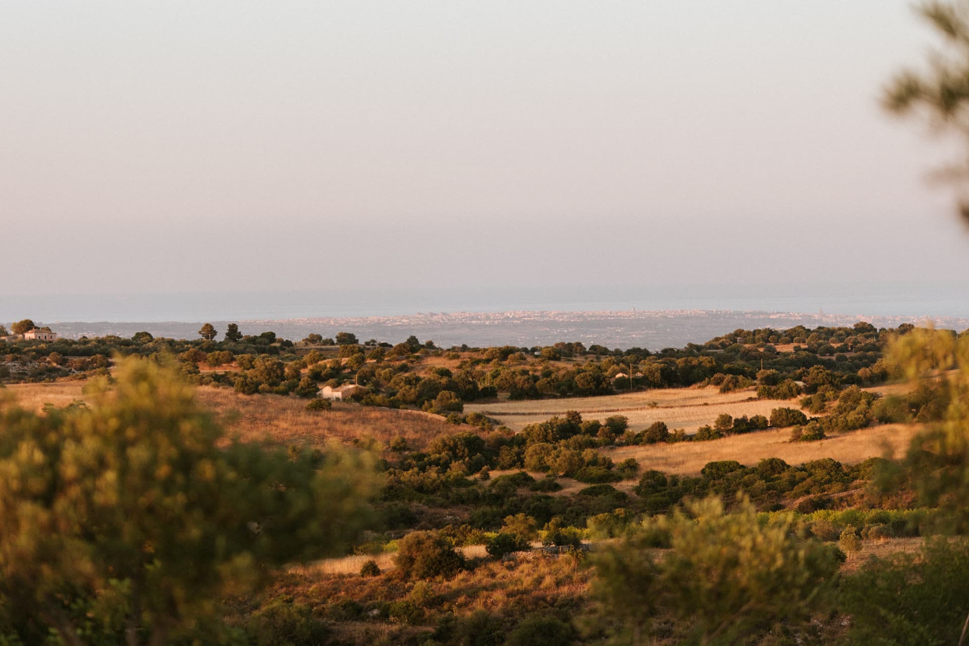 Rolling Sicilian countryside toward the coast, framed by olive branches