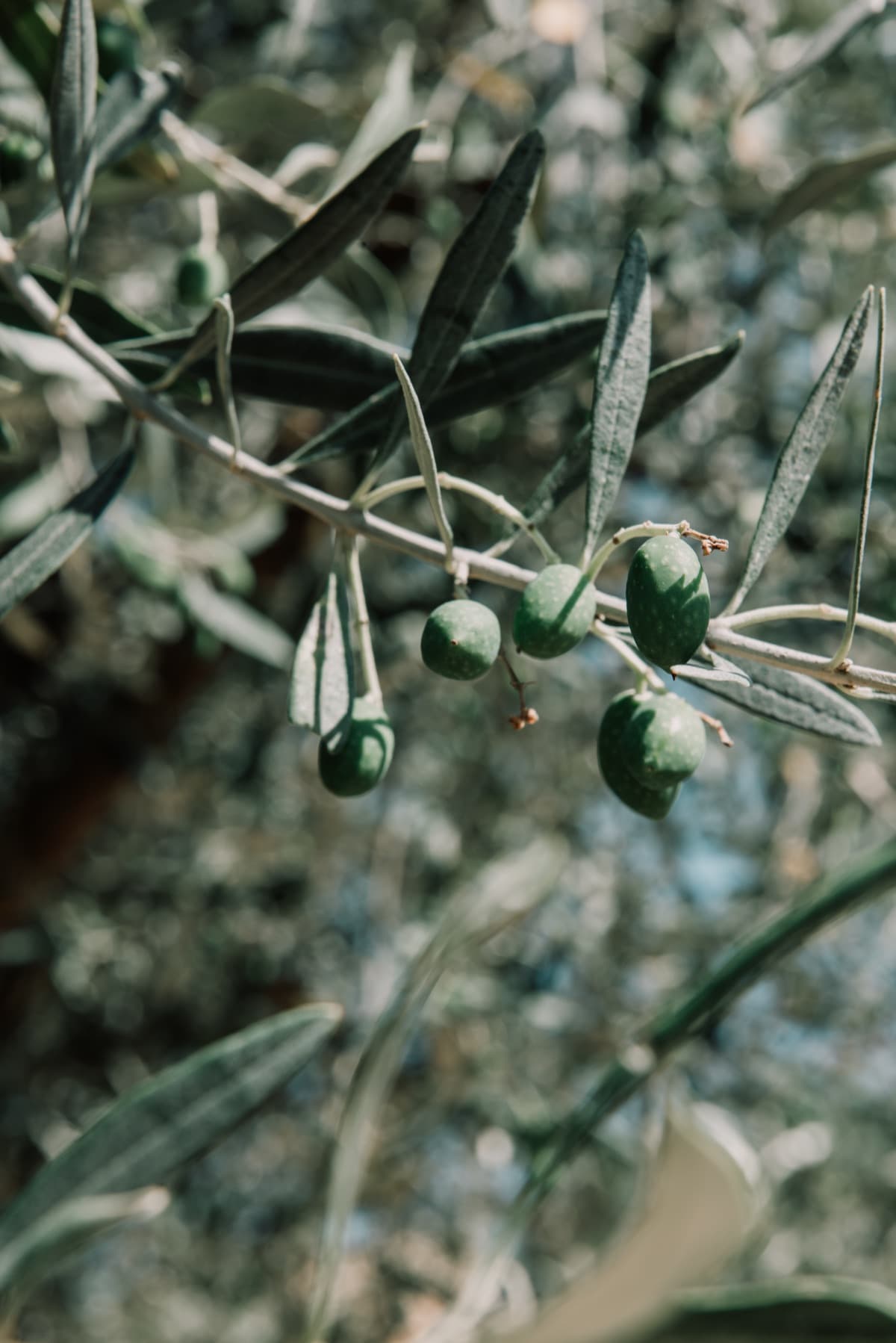 Green olives on a branch in an olive orchard, edited with the Ulivo preset